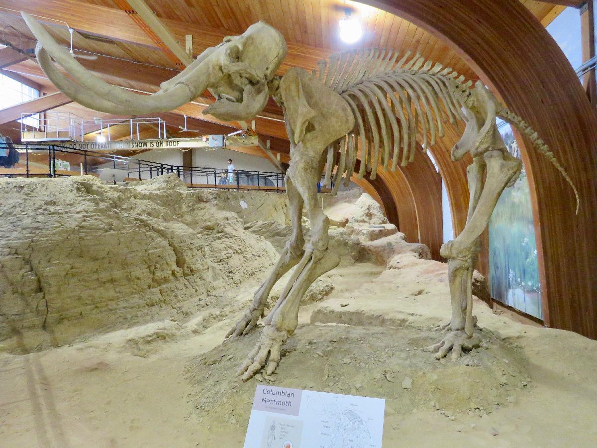 Find Prehistoric Animals at The Mammoth Site