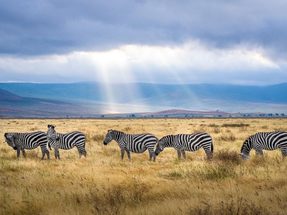Affordable Serengeti and Tanzania