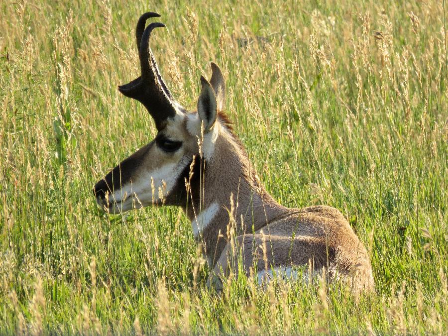 Break Time for this Pronghorn