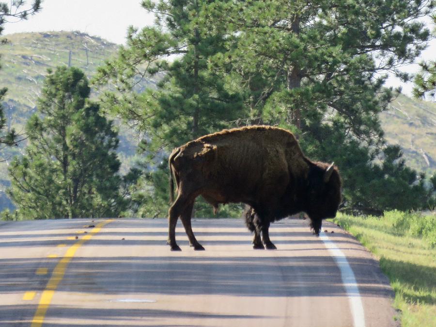 Could this be the End of a Bison Jam?
