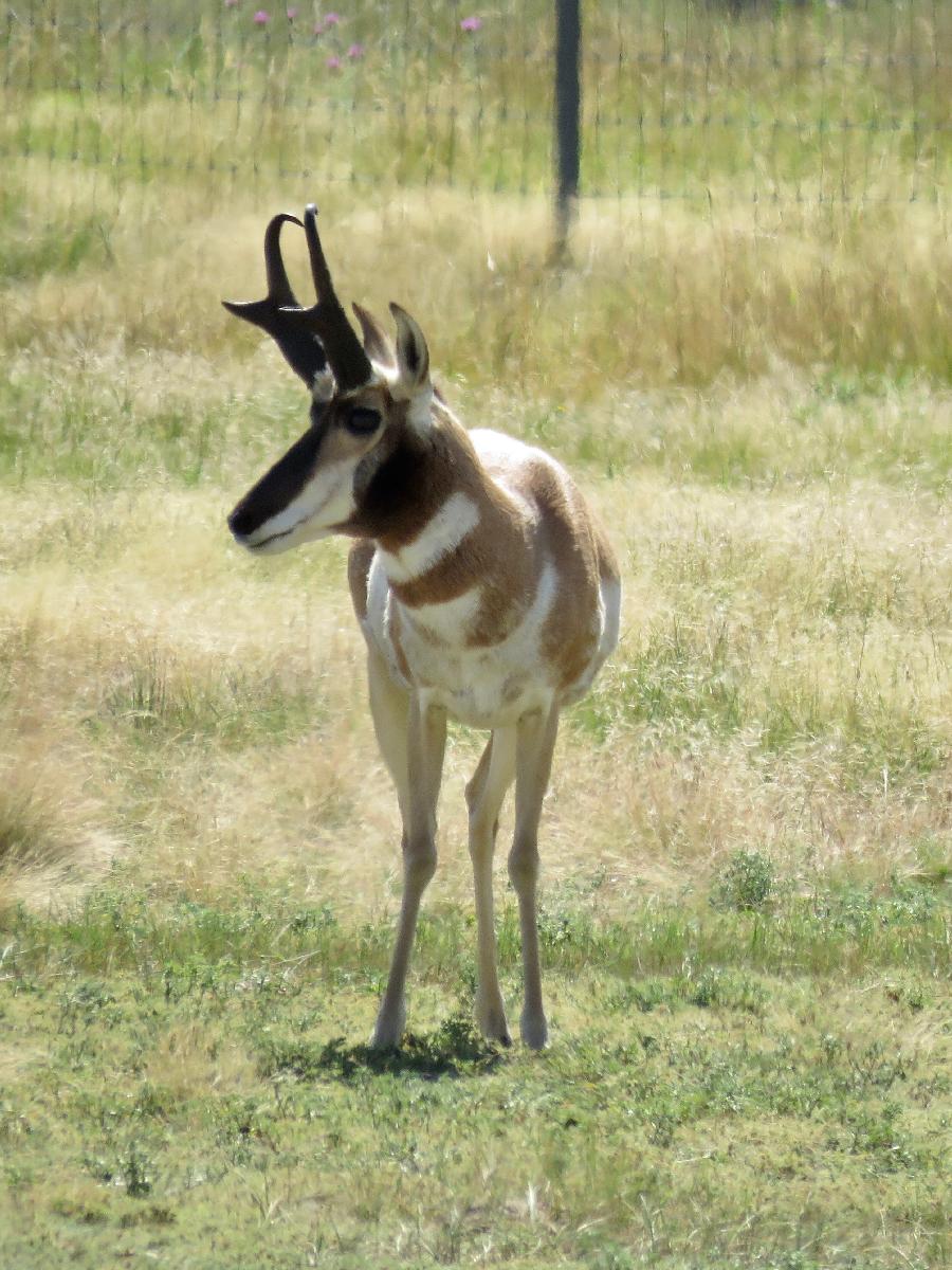 The Better Side of a Pronghorn