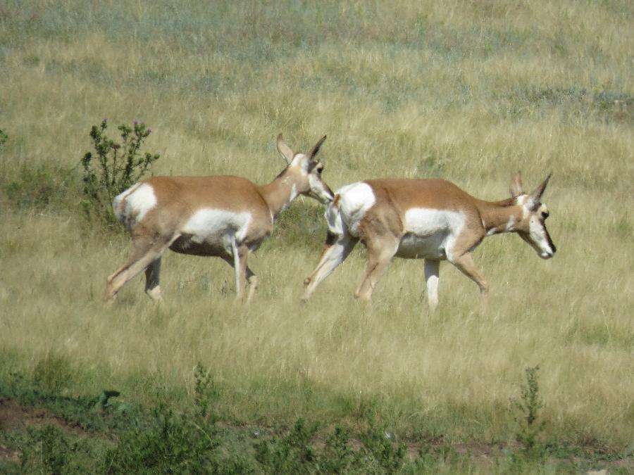 Pronghorn Chase!