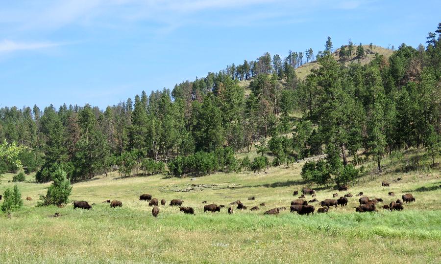 Just a Small Fraction of the Custer State Park Buffalo Herd