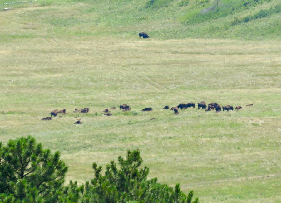 Zooming in on the Bison!