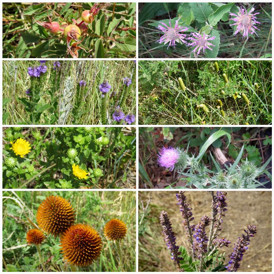 Wildflowers Along Prairie Trail