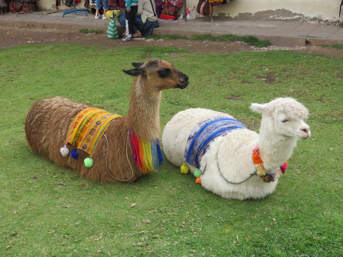 Watching the Llamas and Alpacas in Cusco, Peru