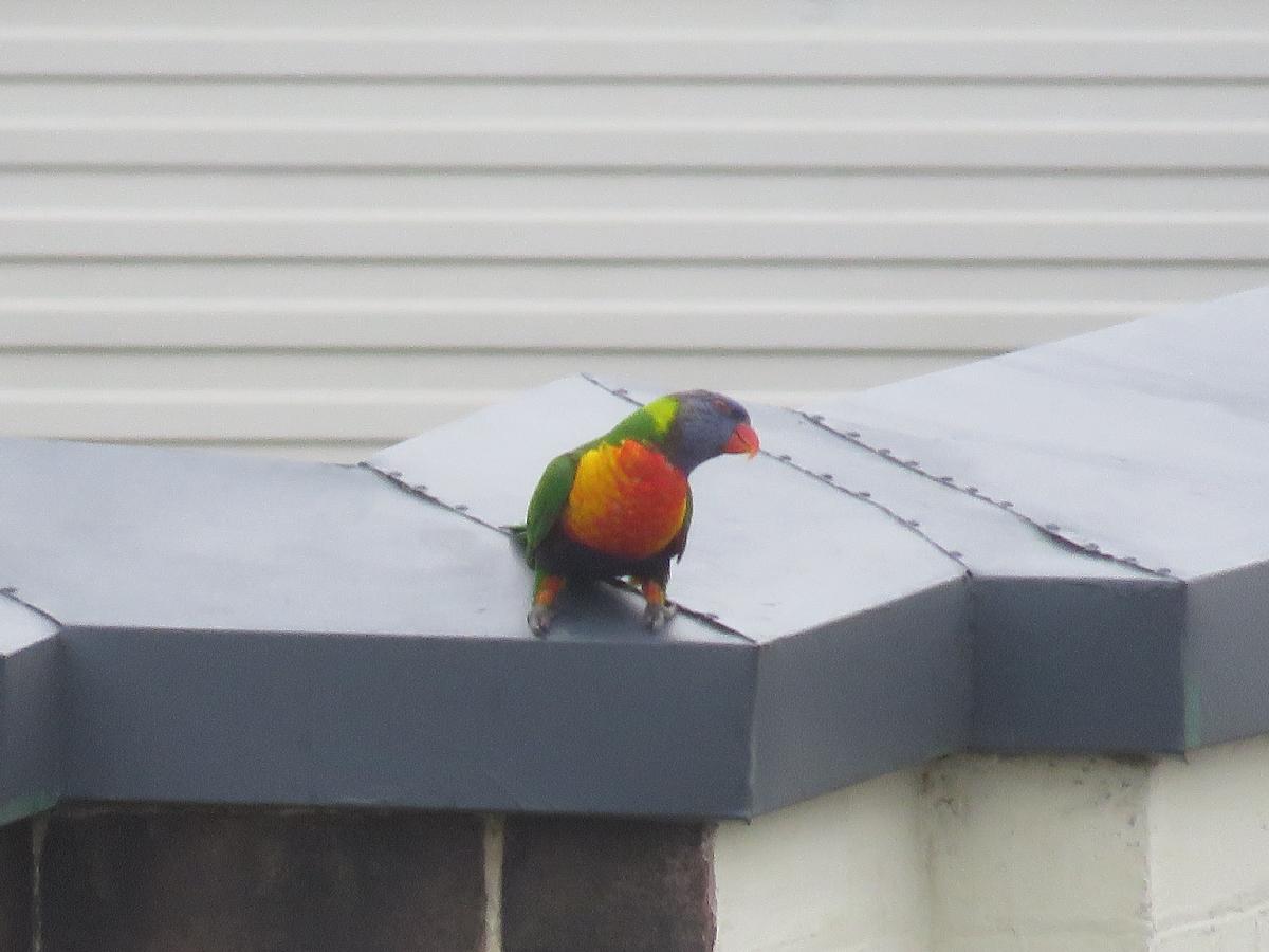 Wild Parrot Visits our Verandah in Sydney's The Rocks