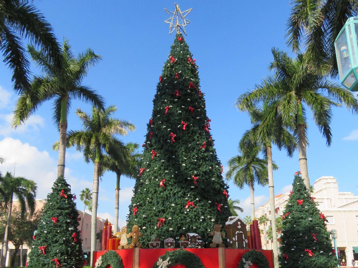 Pine Trees and Palm Trees at Mizner Park