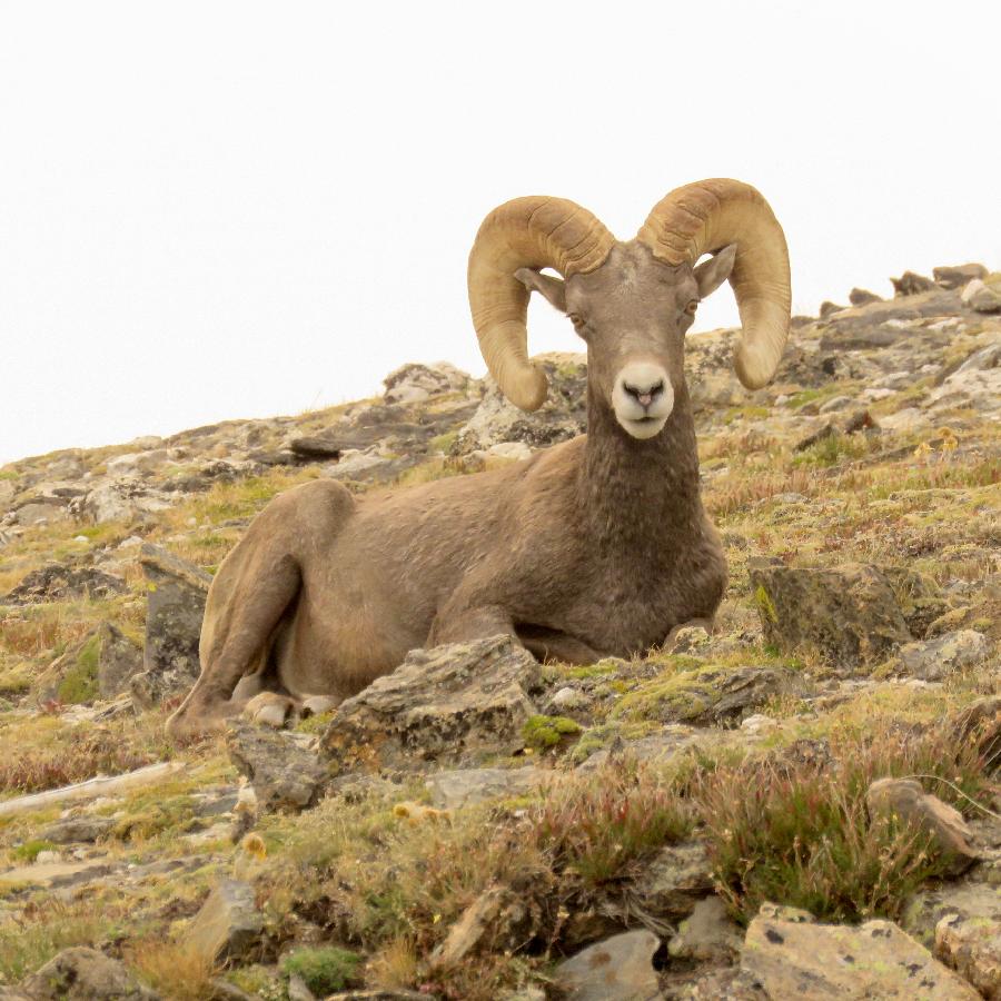Bighorn Sheep in Rocky Mountain National Park