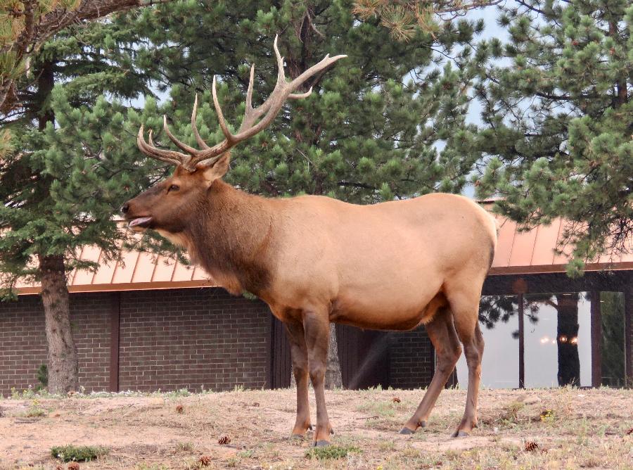 Elk, The Favorite Residents of Estes Park