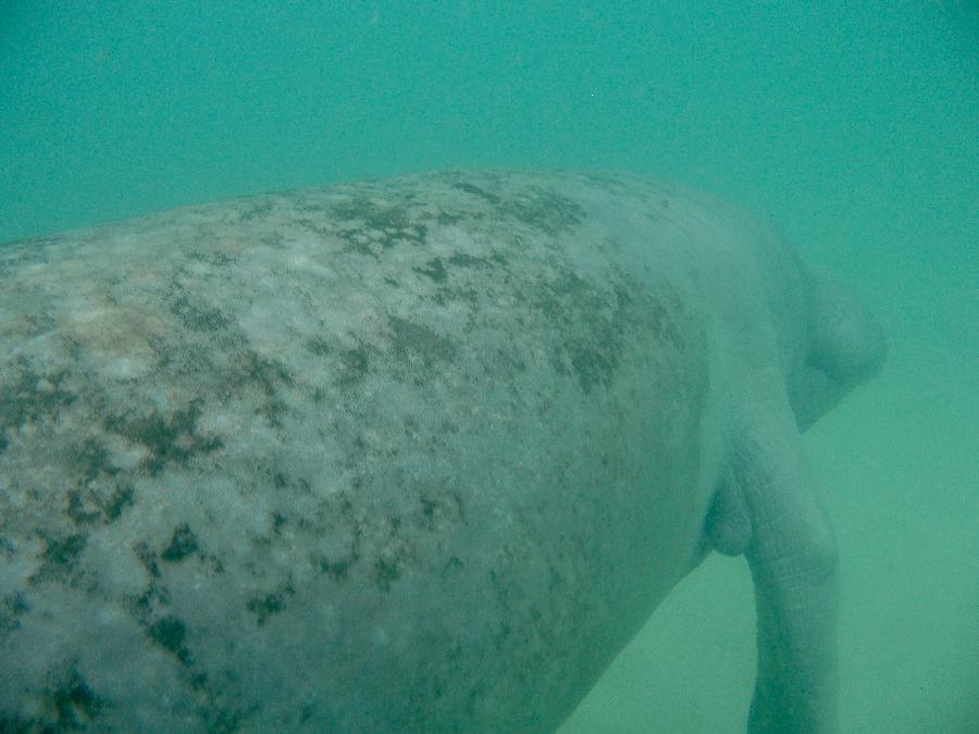 Swimming with Manatees in Kings Bay