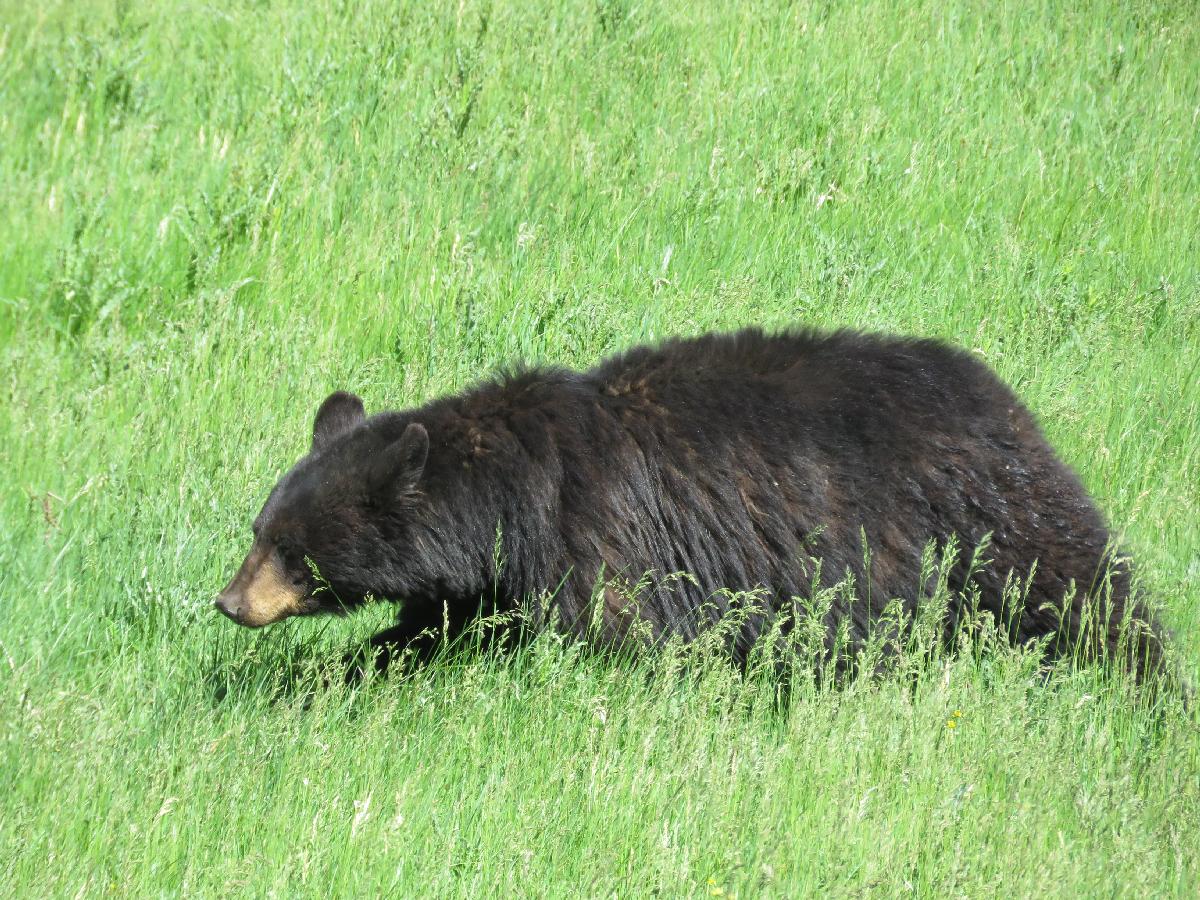 This Bear Caused a Yellowstone Bear Jam
