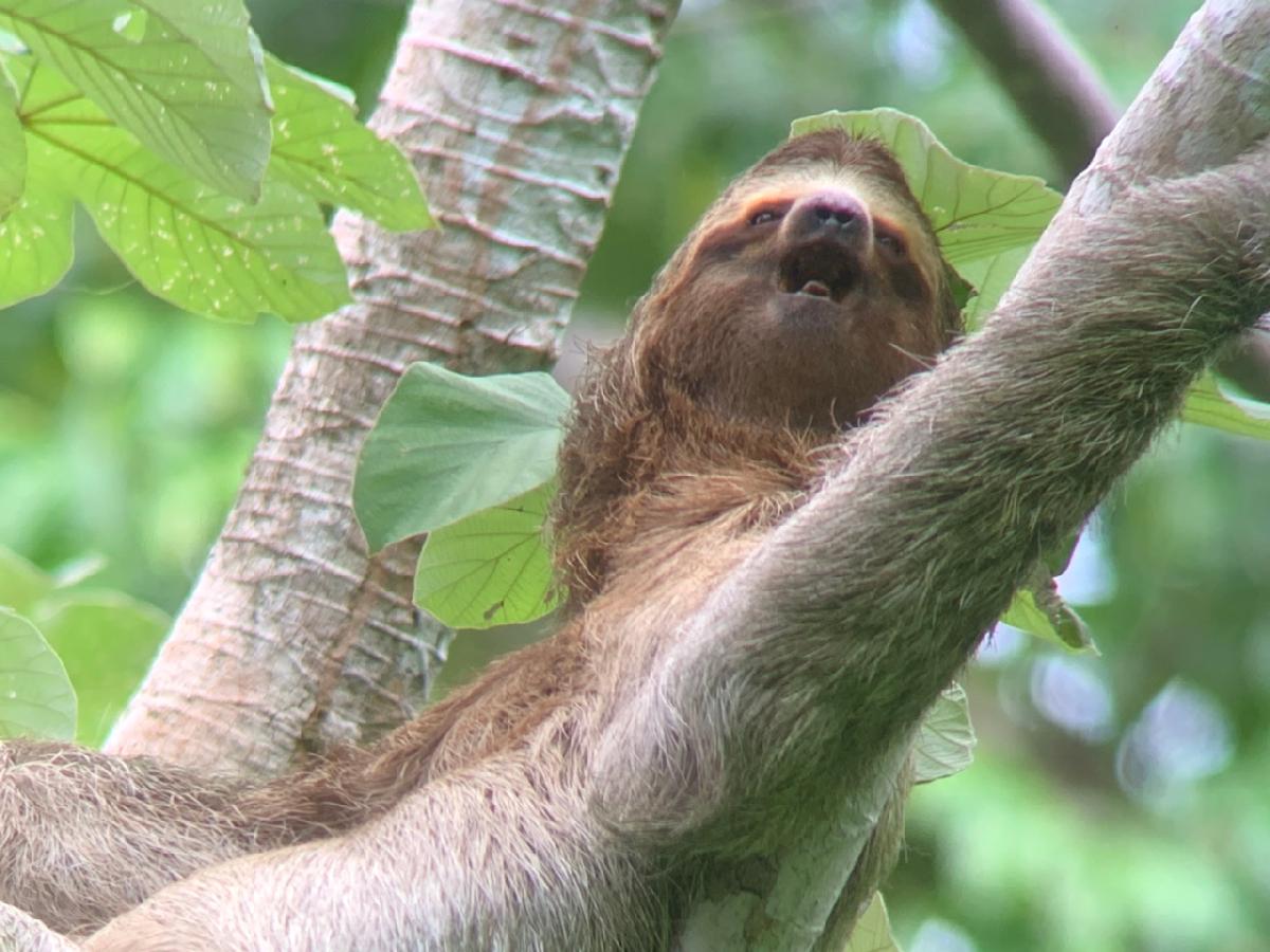 Wild Sloth Hangin' at Manuel Antonio National Park