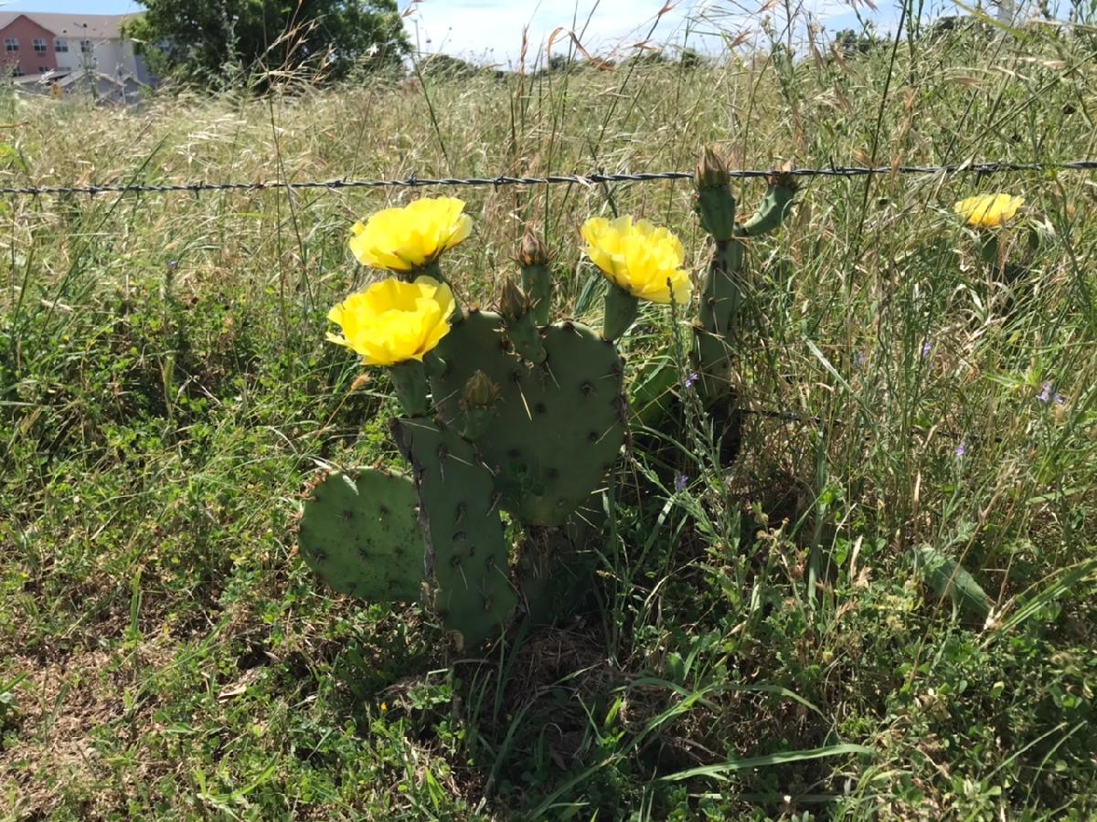 Bright Yellow Blooms on a Prickly Pear Cactus