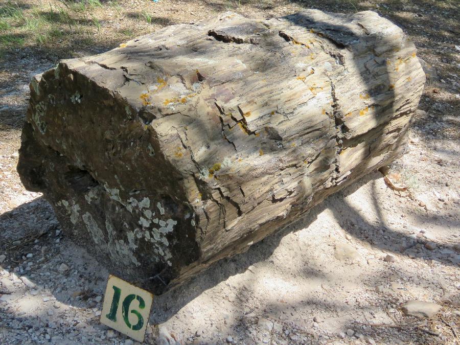 Weighing in at 4.5 Tons, the Heaviest Piece Found in the Forest