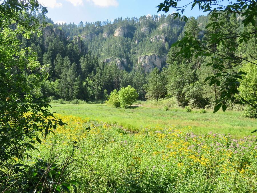Fields of Grass and Wildflower in Spearfish Canyon