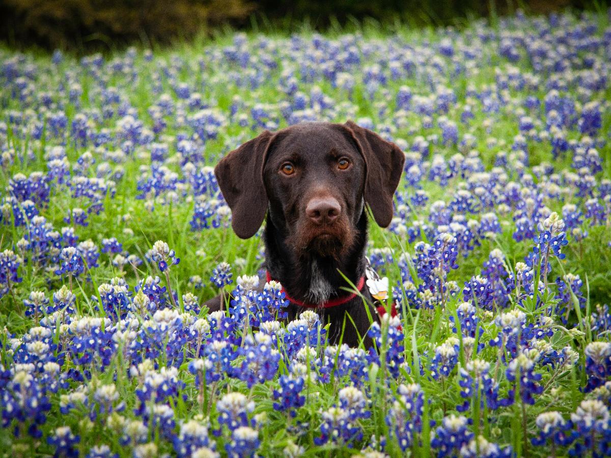 Where to See the Best Bluebonnets in Texas