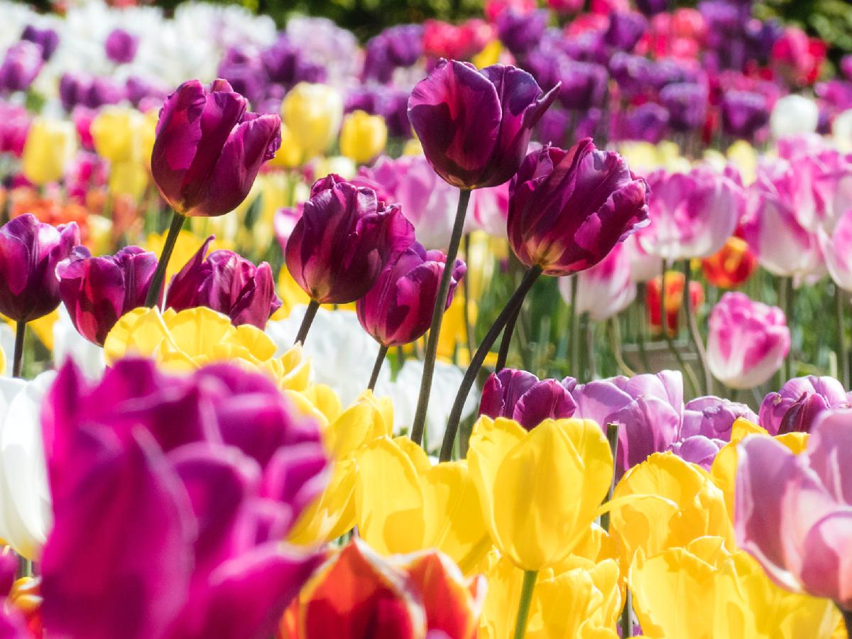 Love Tulips? Check out these 8 Festivals!