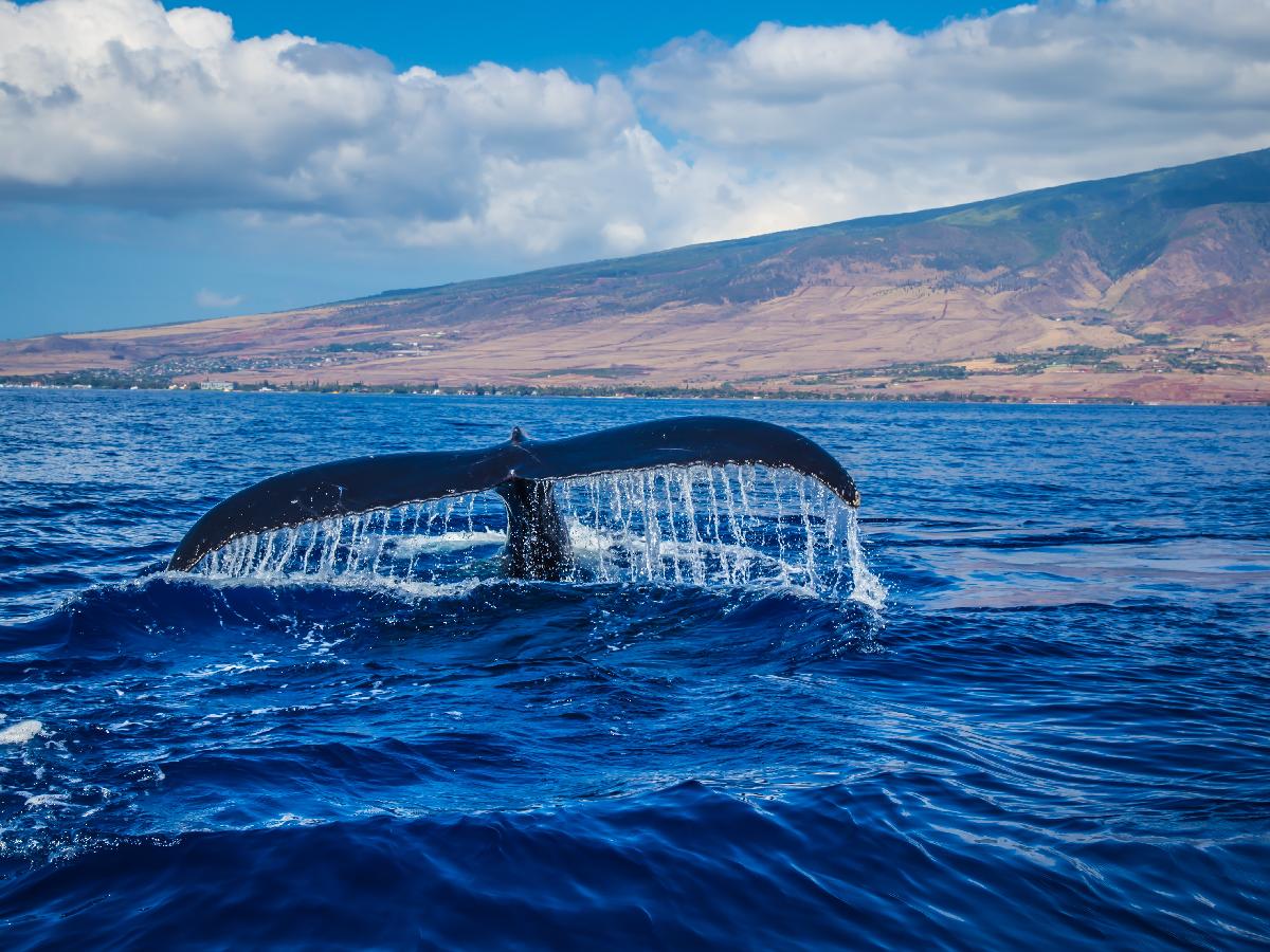 Where to Go Whale Watching