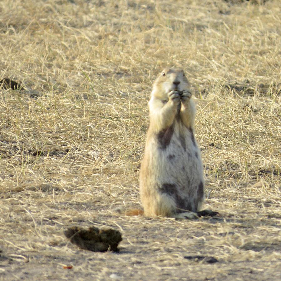 Just One Resident at Roberts Prairie Dog Town