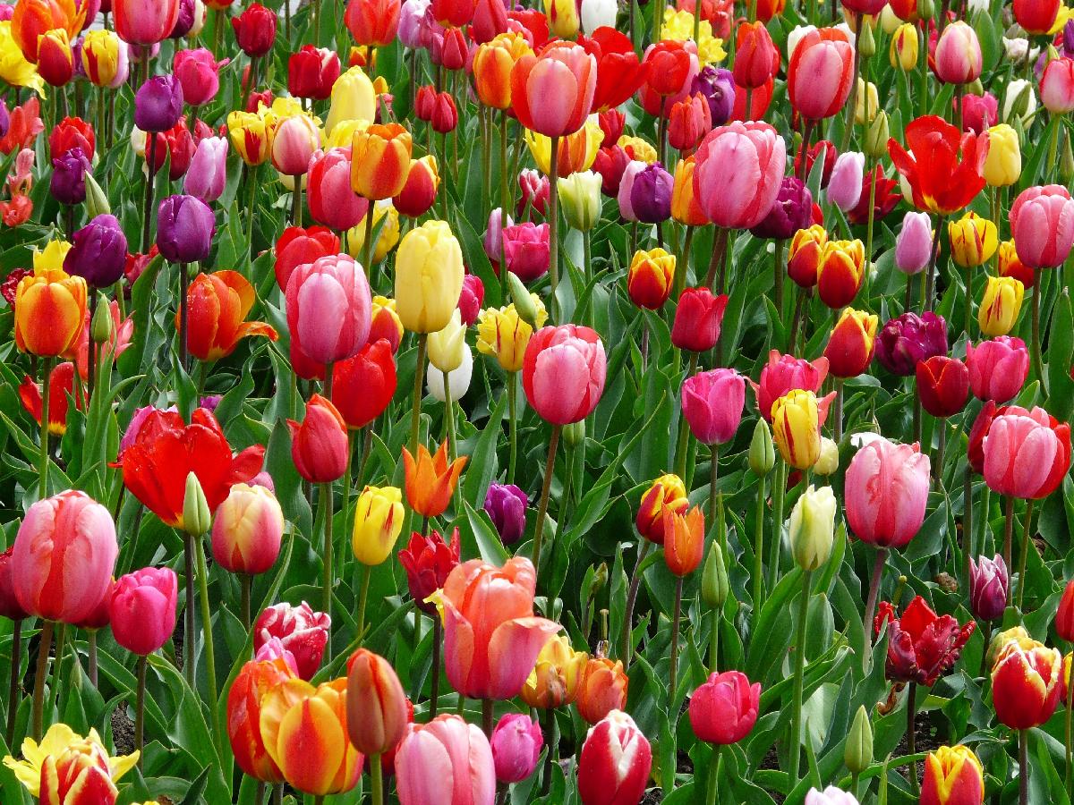 Must-See Spring 2021 USA Tulip Festivals
