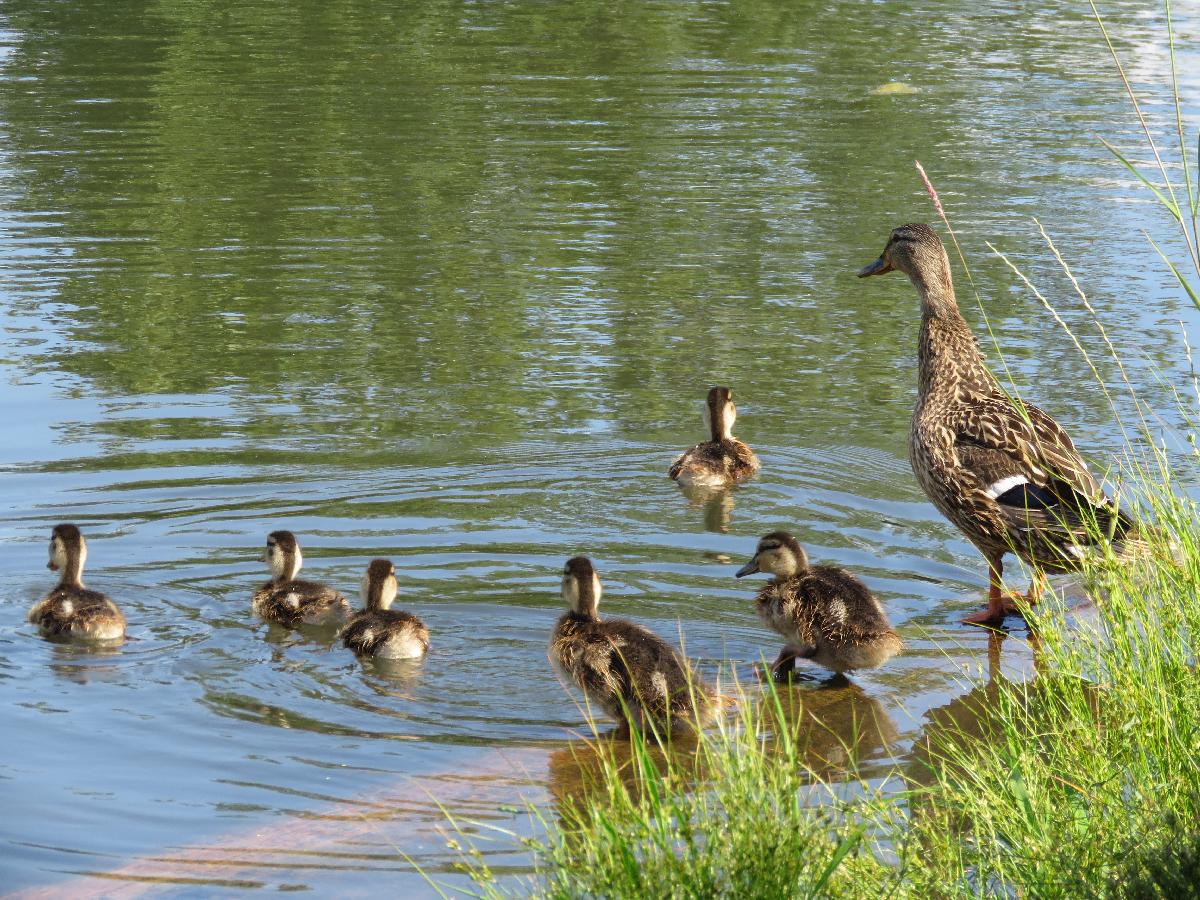 Mama Duck Spending the Day with Her Ducklings