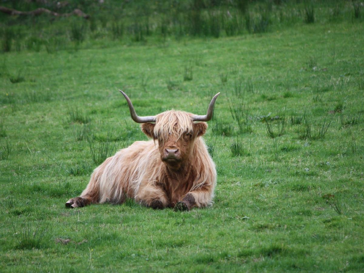 Fun Facts About the Scottish Hairy Cow
