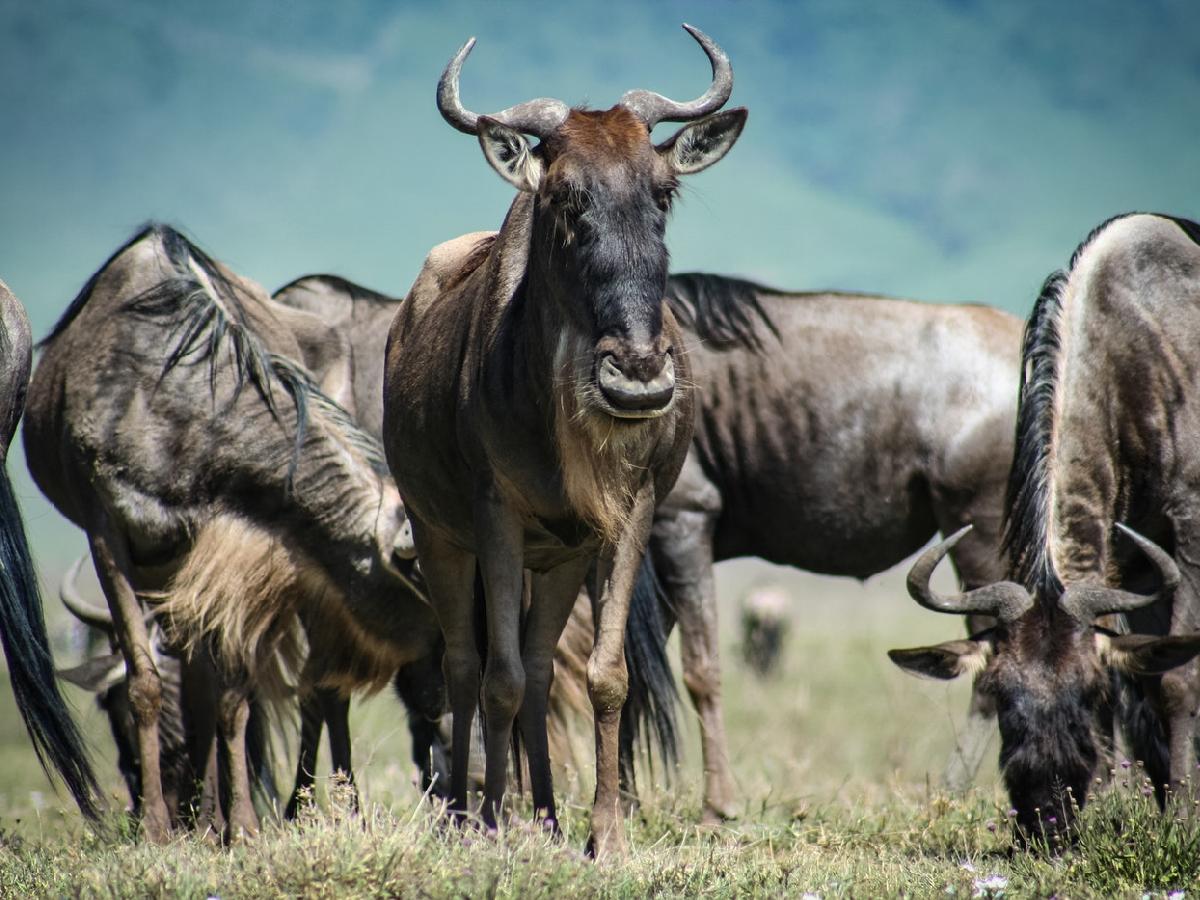 Experience a Virtual Safari through Serengeti National Park
