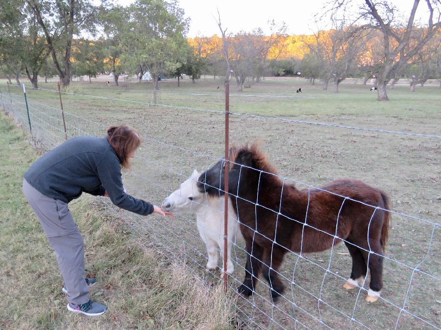 Feeding the Miniature Ponies at Johnson Creek RV Resort