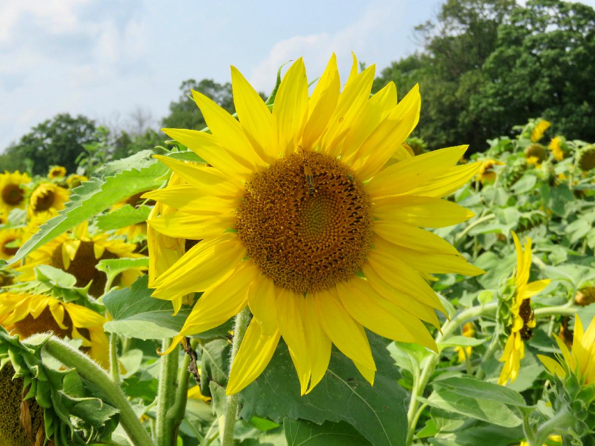 Brighten Up Your Home with U-Pick Sunflowers