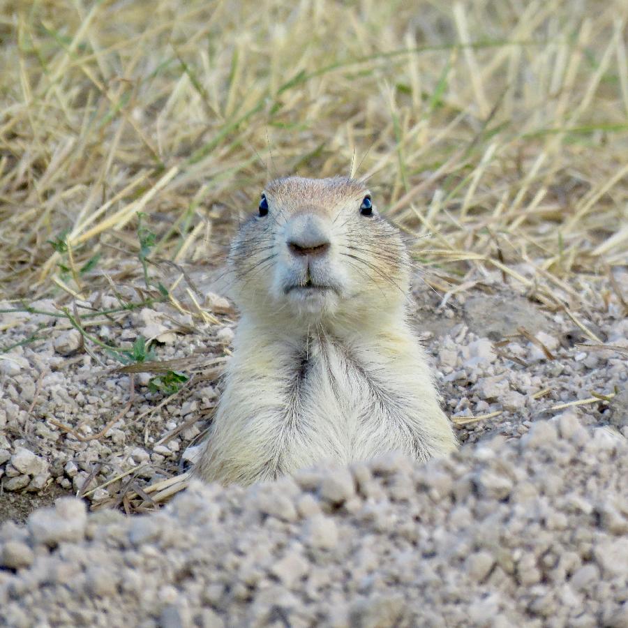 Peeking Out of a Hole at Roberts Prairie Dog Town