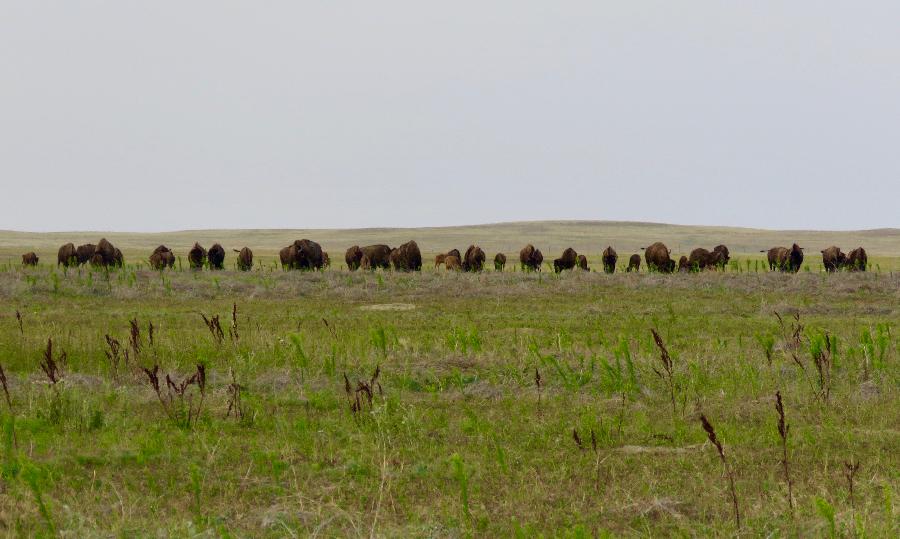 Herd of Bison Roaming the Prairie