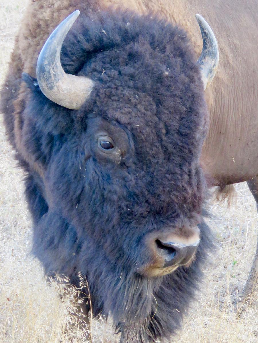 Camera Zoom is a Must for Close-up Bison Shots 