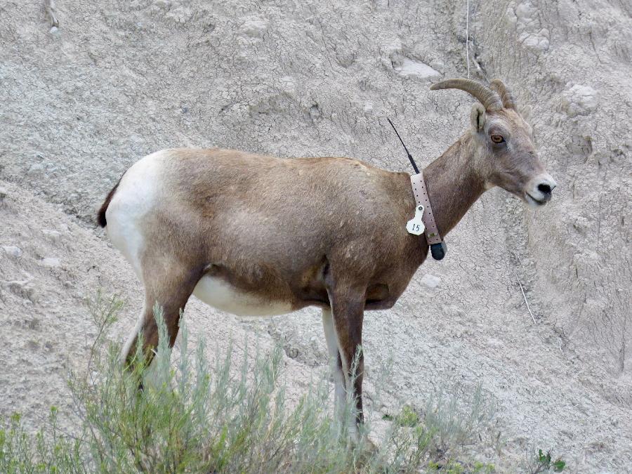 An Ewe (Female Bighorn Sheep with Radio Collar)