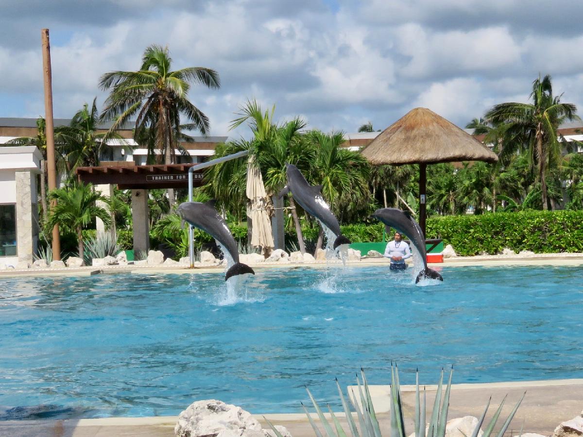 Are These Dolphins Like Flipper? Faster Than Lightning?