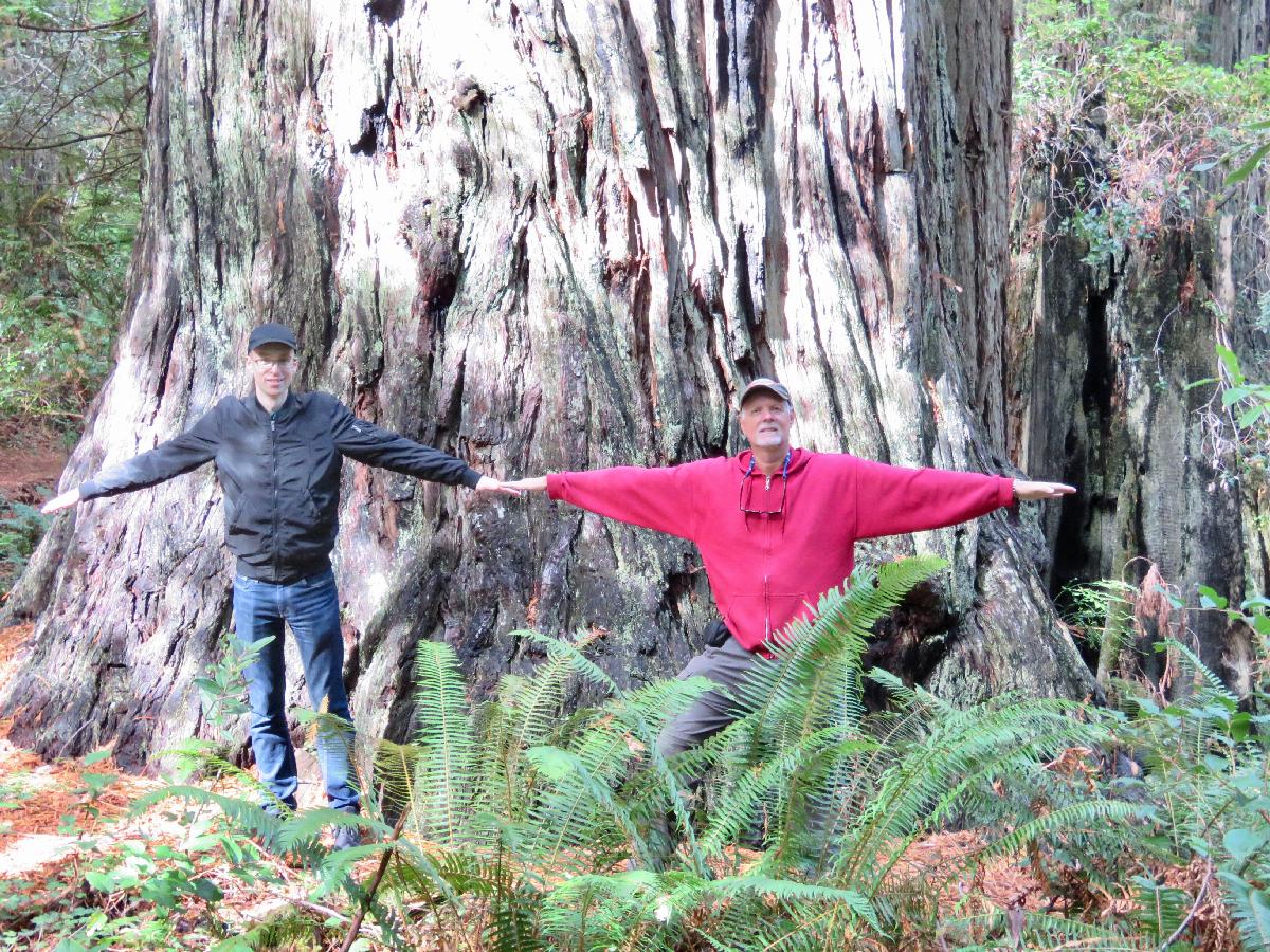 How Does Our Size Compare to a Coastal Redwood?