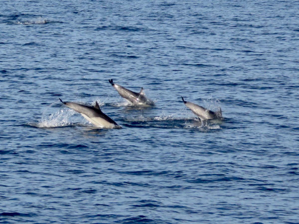 Unexpected Dolphin Show aboard Island Packers Ferry