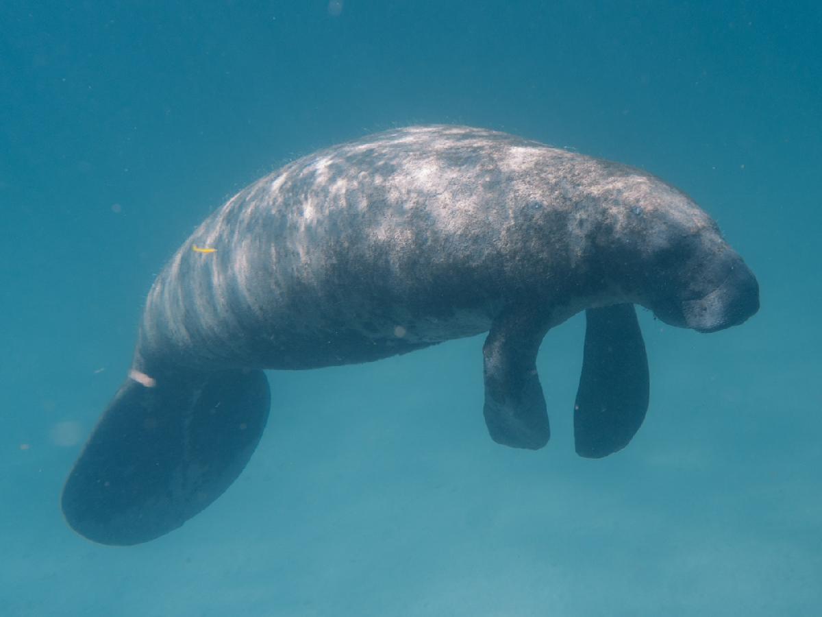 Florida Manatees: Snorkel with the Gentle Giants