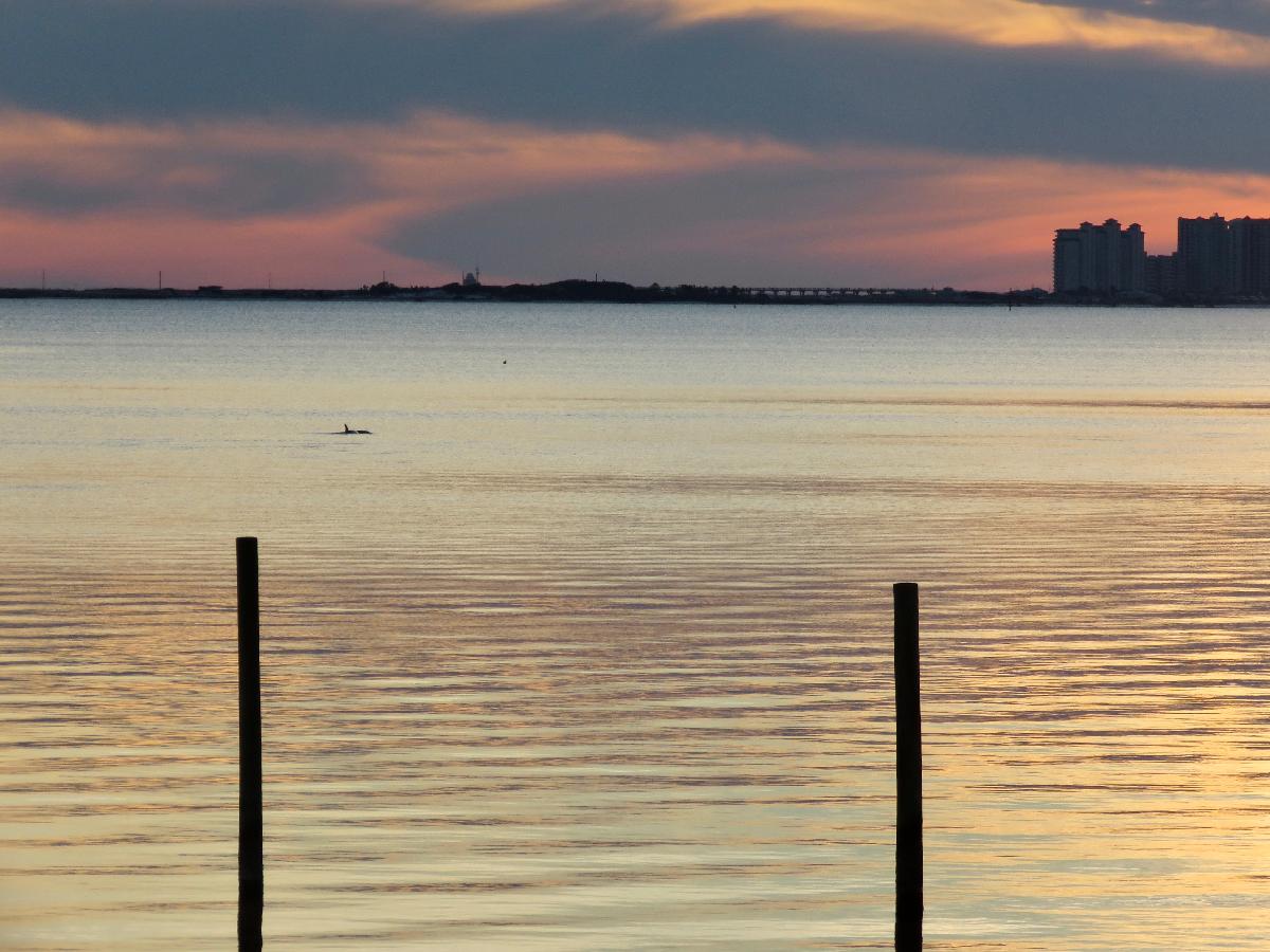 Dolphin in the Ocean Enhances the Sunset Scene 