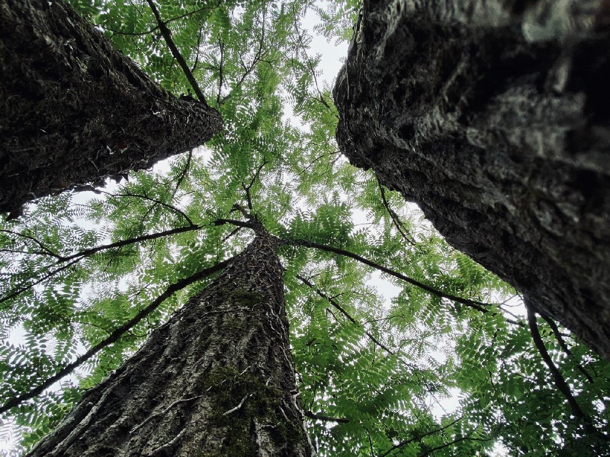 Guide to Exploring California's Coastal Redwoods