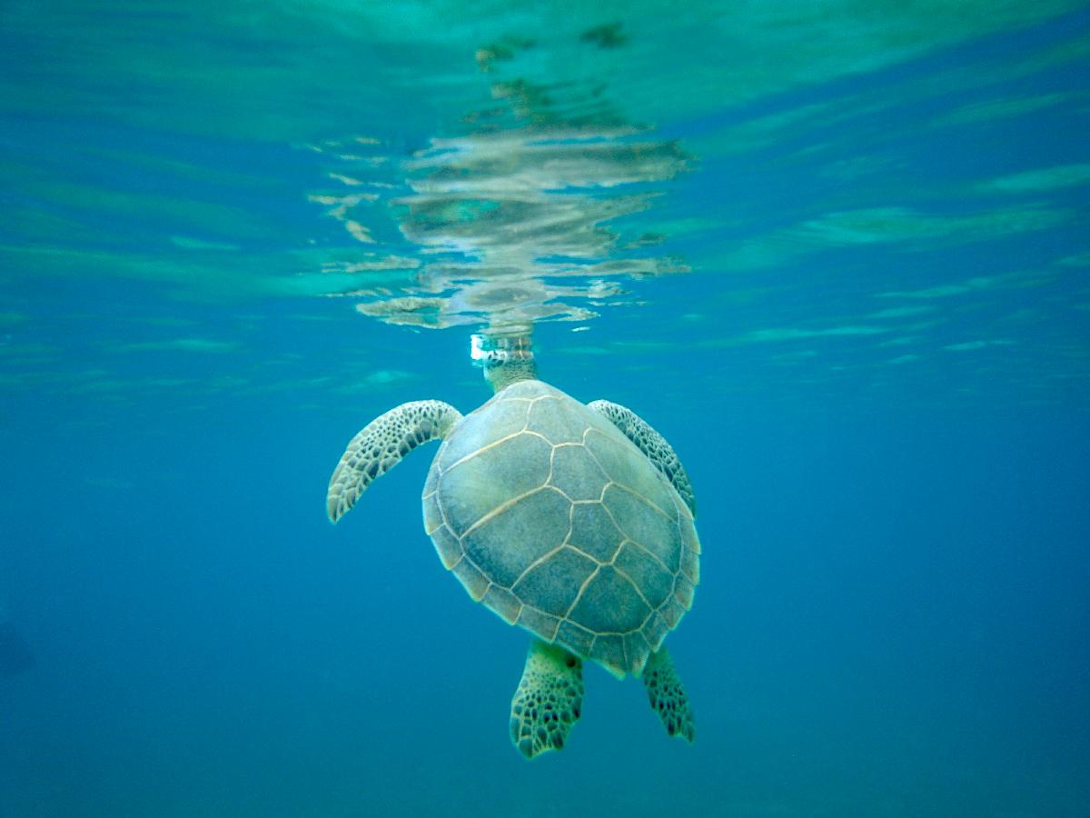 Keeping an Eye on the Turtles in Honeymoon Bay