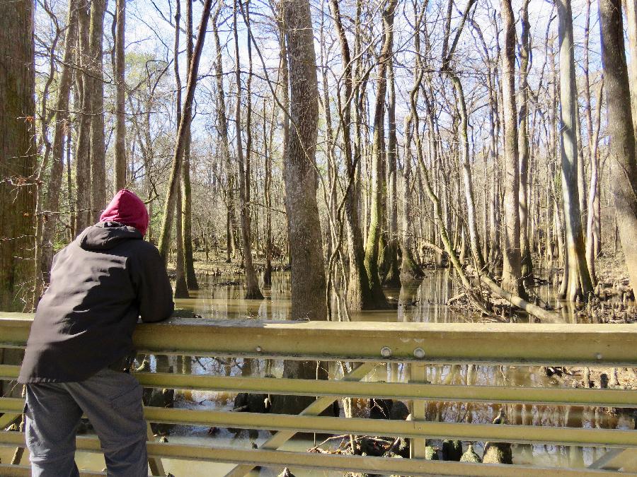 Checking Out the View from Congaree National Park Boardwalk