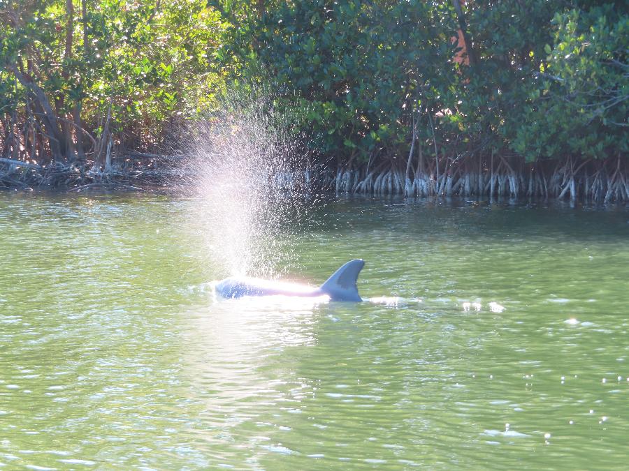 Dolphin Surprise at Long Point Campground