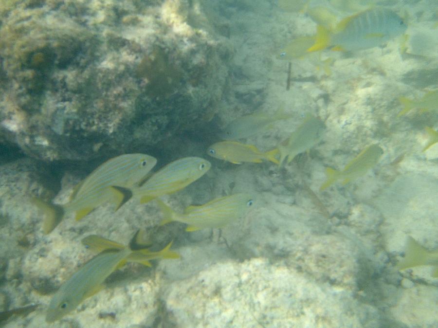 Perfect Day at CocoCay Snorkeling