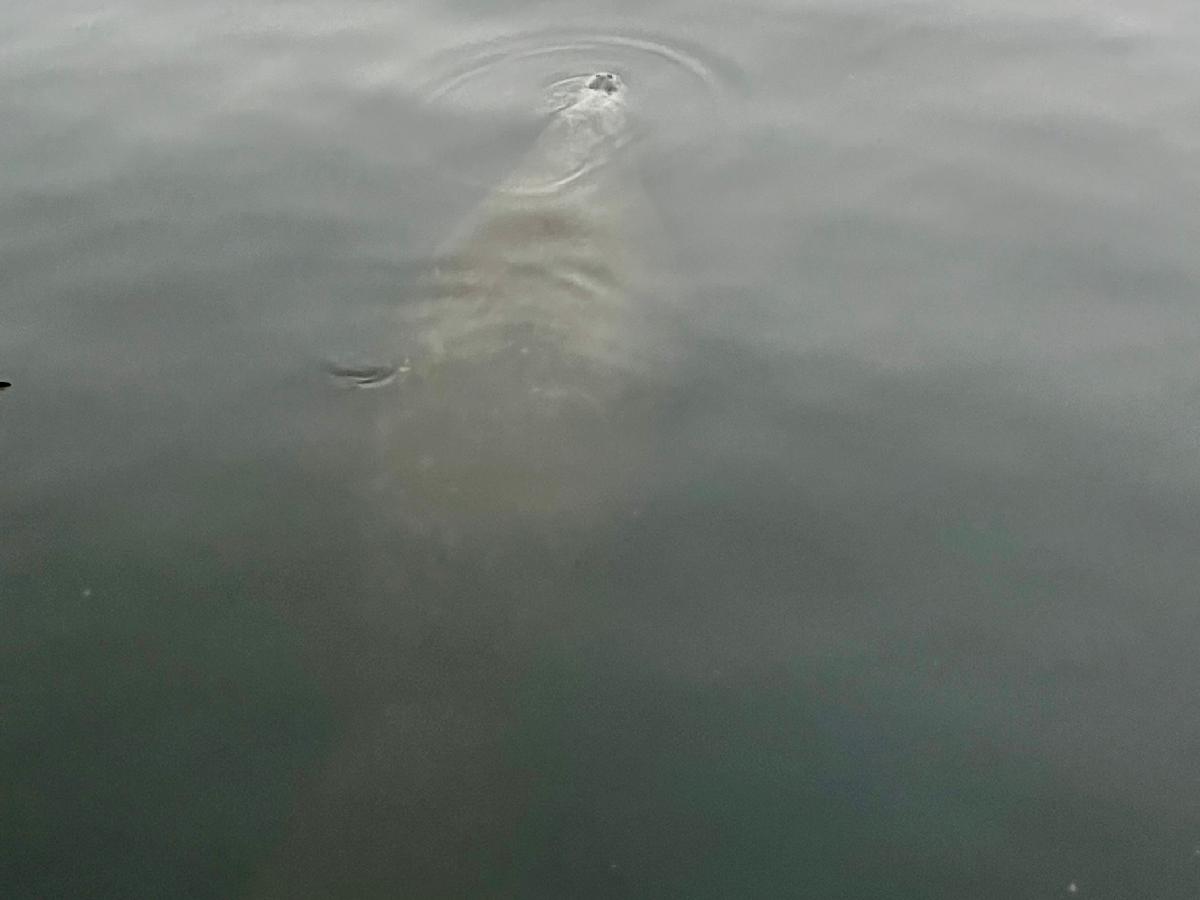 You Never Know When You'll Be Surprised by a Manatee