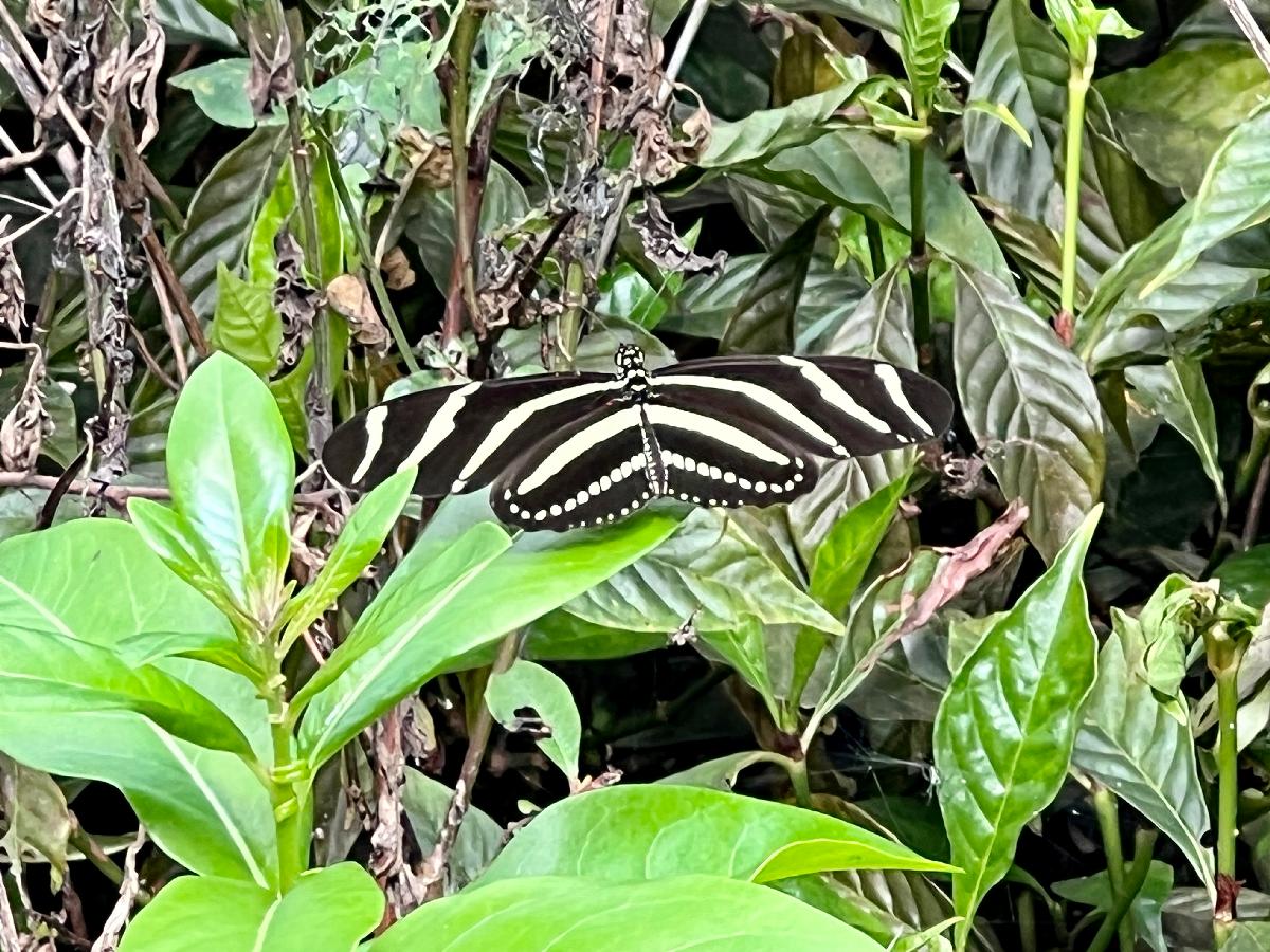 Butterfly Garden Escapee on Markham Park Nature Trail
