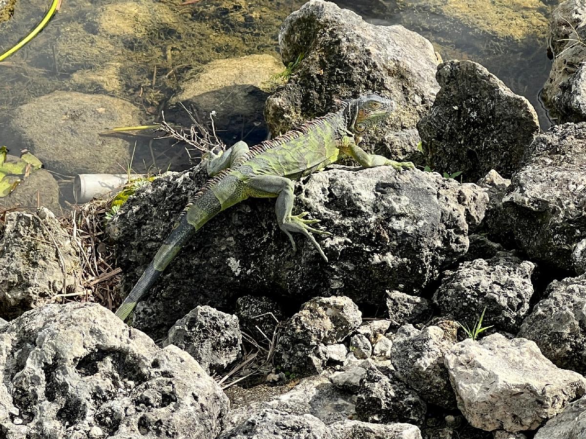Green Iguanas: A Nuisance to Floridians
