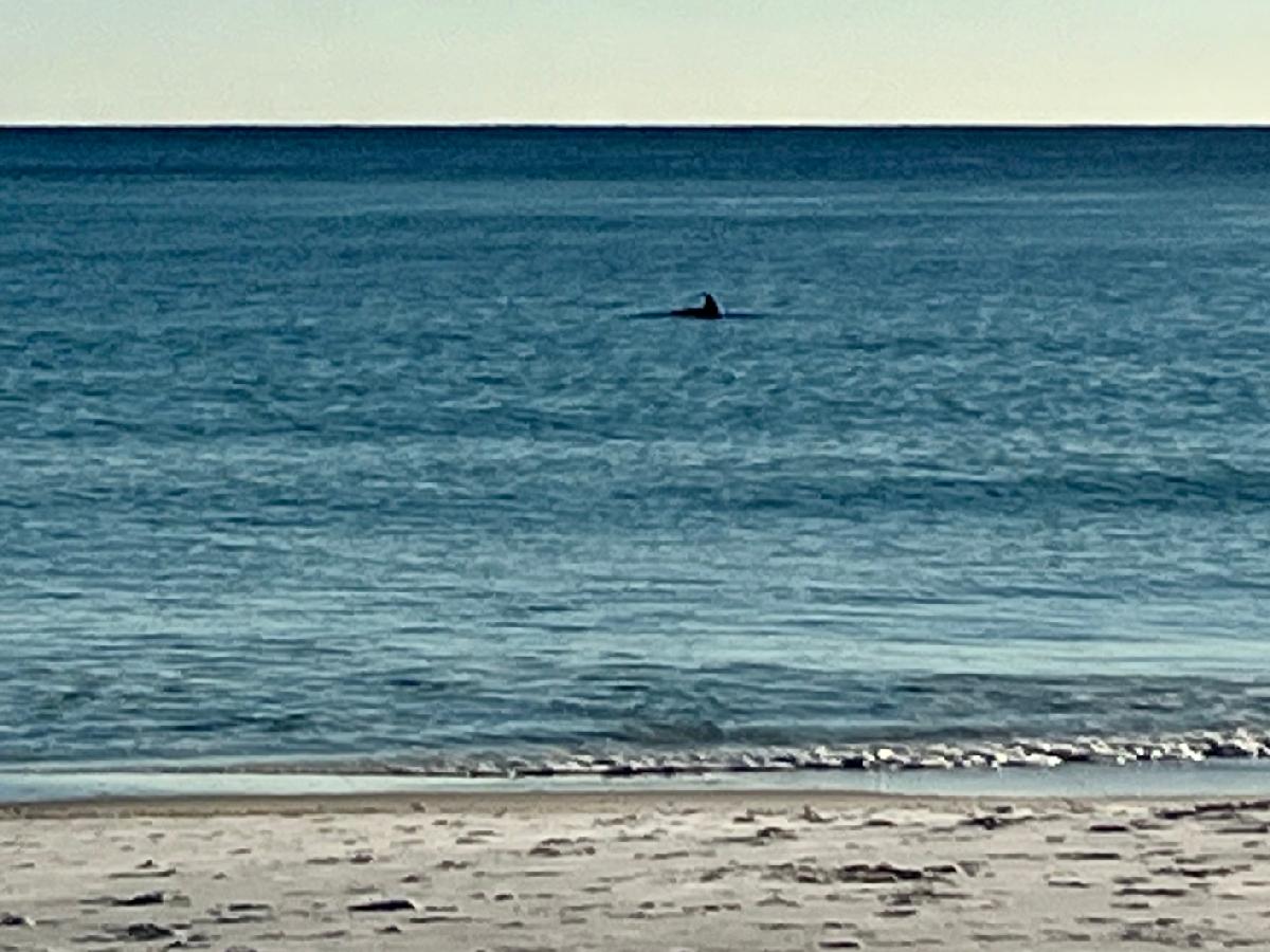 Watch for Playful Dolphins on Miramar Beach 
