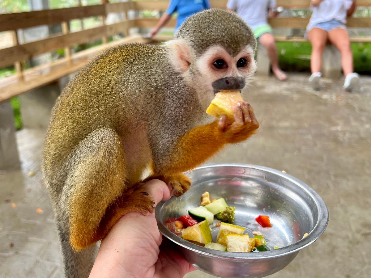 Fun with Squirrel Monkeys at Monkey Island