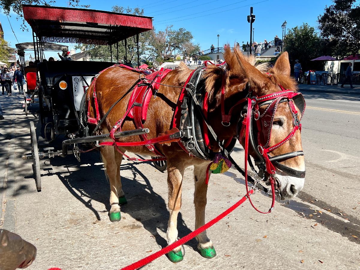 Hoofs Painted and Ready to Lead Tours of New Orleans